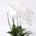 ★胡蝶蘭ホワイト5本立ちEX.JPG