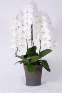 最高級胡蝶蘭ホワイト3本（小）.jpg