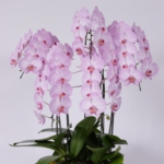 胡蝶蘭ホワイトピンク5本立ちEX.JPG