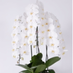 最高級胡蝶蘭ホワイト3本.JPG